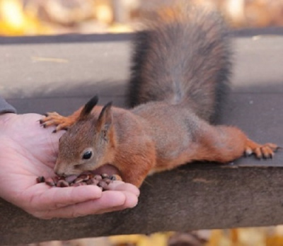 Непушкин Сергей - Пушистая сводница